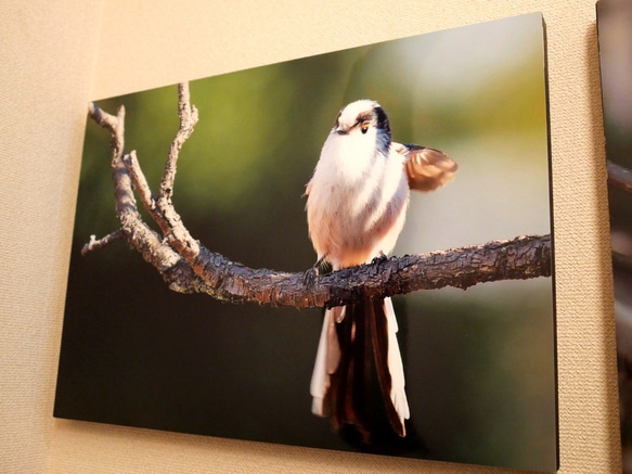 A３サイズの野鳥写真パネルその３