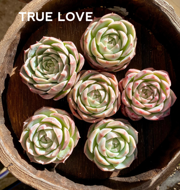 TRUE LOVE エケベリア　韓国苗　多肉植物