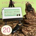 【いらすとかーどずかん】カブクワ 20種類 リングつき