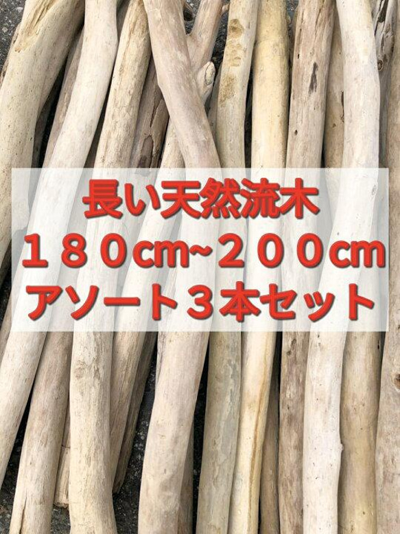 送料無料●（１８０cm〜２００cm前後）南信州産 枝幹 長い流木 天然流木 格安アソート ３本セット 流木インテリア