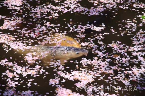 【額装写真】水面の花びらと鯉