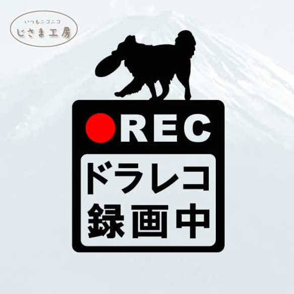 ボーダーコリーの黒色シルエットステッカー危険運転防止!!ドライブレコーダー録画中