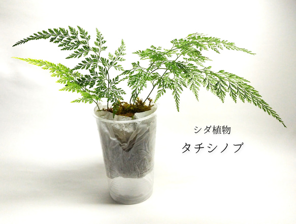 タチシノブ　シダ植物