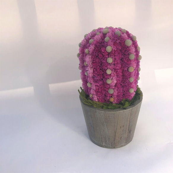 【値下げ】Cactus(8ウィングス/ピンク) カラフルサボテンオブジェ　ドライフラワースターチス