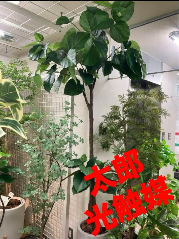 光触媒　人工観葉植物　ウォールグリーン　フェイクグリーン　ウンベラータH200gjt