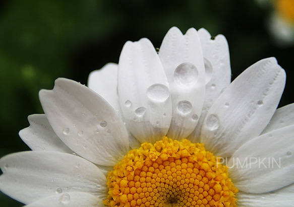 しずく-No18　　PH-A4-0150　　写真　雫　雨　水滴　雨粒　小雨　光　水の玉