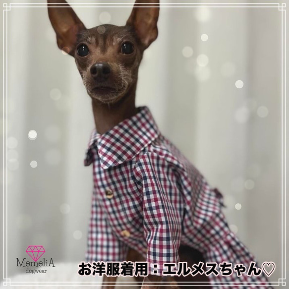 【ミニピン用犬服】トリコロールチェックがとってもオシャレ⭐︎カジュアルチェックのタック入りシャツ&ワンピース