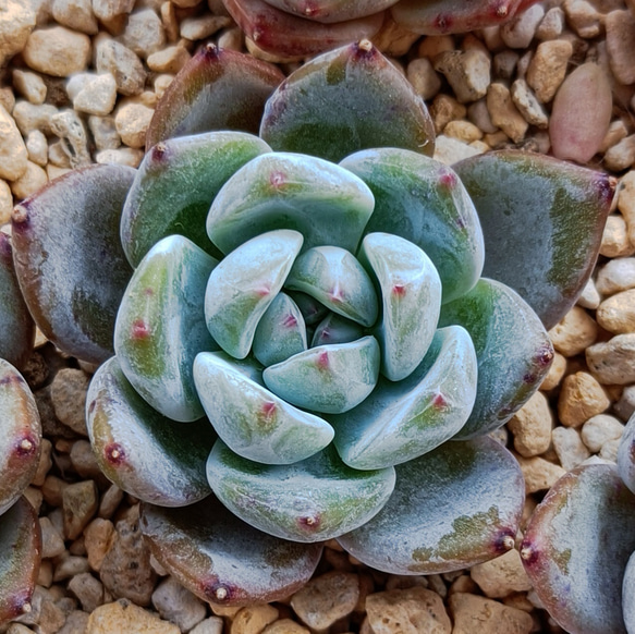 パープルレザー　多肉植物