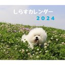 しらす卓上カレンダー2024