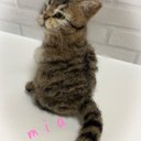 受注商品mia♪ キジトラ　ふわふわ　子猫　猫　羊毛フェルト　ハンドメイド　置物　ぬいぐるみ