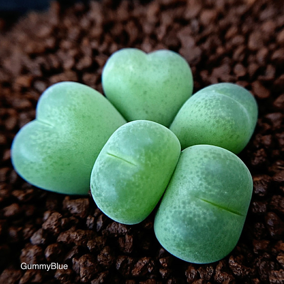 コノフィツム サブフェネストラツムConophytum subfenestratum 種子