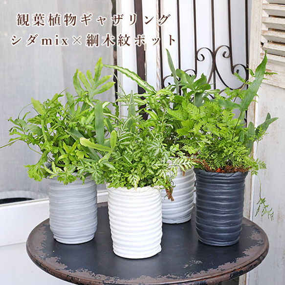 現品販売 観葉植物ギャザリング シダmix 綱木紋フラワーポットS 寄せ植え 土を使わない おしゃれ