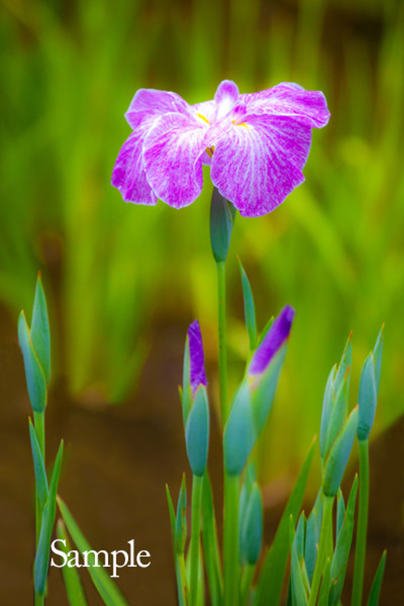 〔A4サイズ縦写真〕菖蒲の花