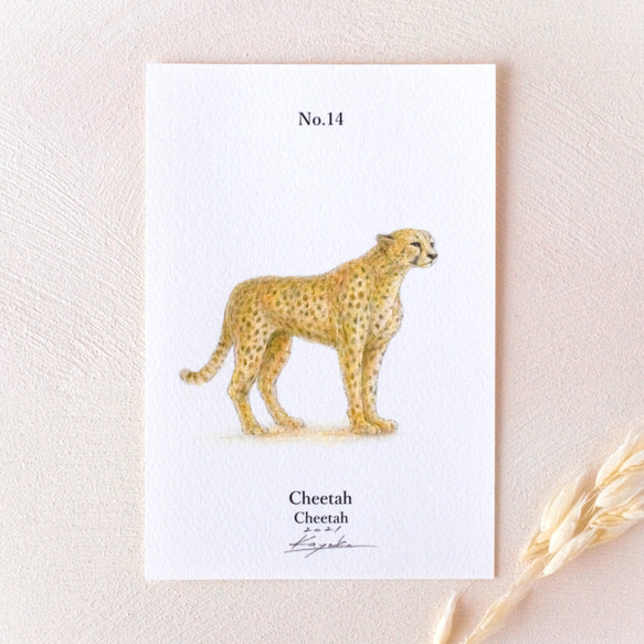 【手描き】　彩色 鉛筆画　No.14  Cheetah  Cheetah