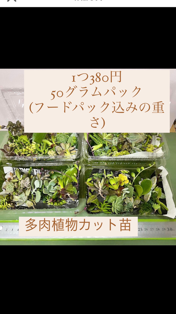 〜多肉植物カット苗〜350円詰め合わせ　フードパック発送(50グラムほど)