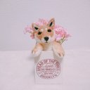 羊毛フェルト 柴犬