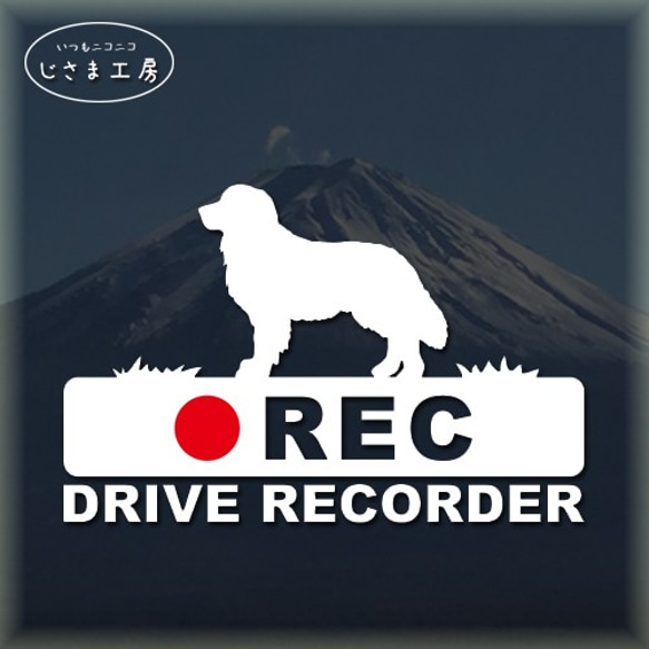 ゴールデンレトリバーの白シルエットステッカー後方注意!!『DRIVE　RECORDER』