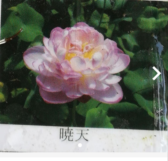 【速達】茶花蓮 暁天  八重咲きの美しさ コンパクトで鑑賞し易いミニ蓮☆要お問い合わせを！