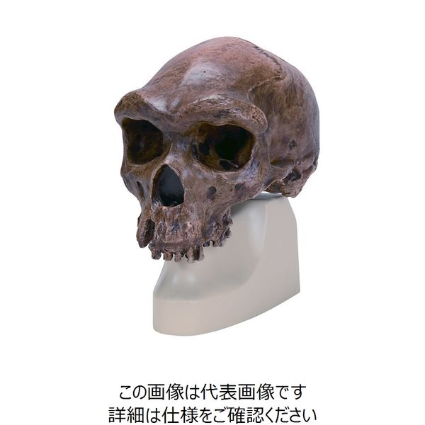 ナリカ 古代人頭蓋骨模型M60