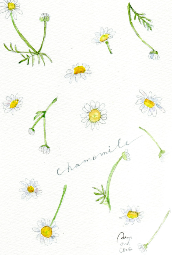 『chamomile』　カモミール【原画販売】