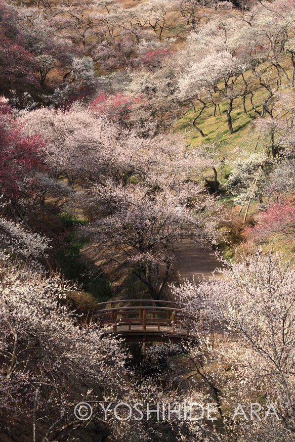 【額装写真】春の里と太鼓橋