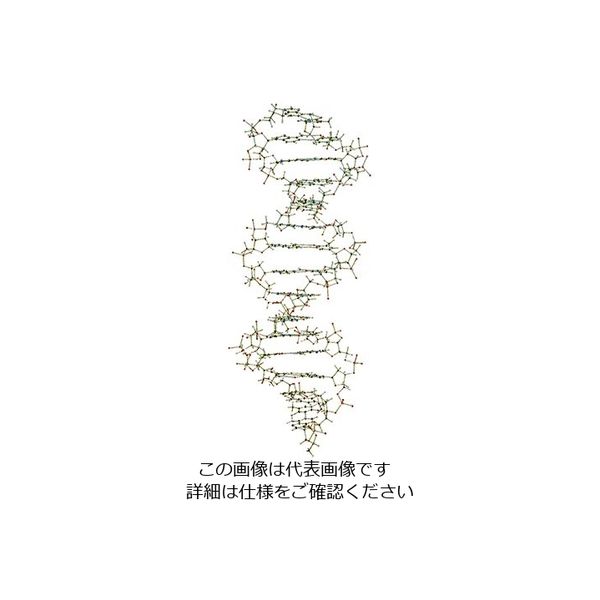 日本スリービー・サイエンティフィック DNA・RNA分子模型 教育用 吊下げ型DNA分子模型組立キット W19800 3-9228-02（直送品）