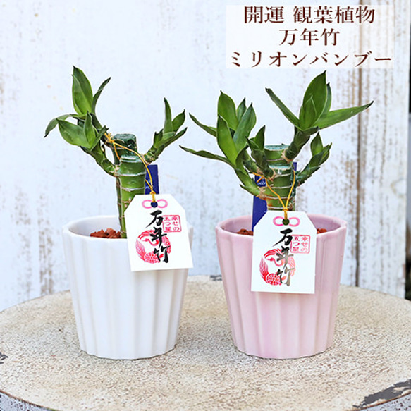 再入荷観葉植物 ミニ ミリオンバンブー 万年竹 陶器ポット ホワイト／ピンク 縁起物 風水 正月 かわいい