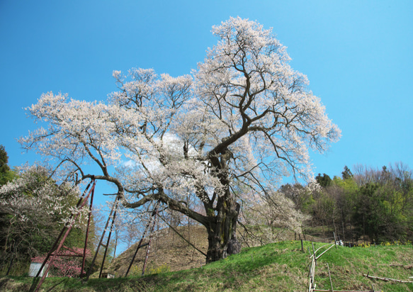 桜の大樹