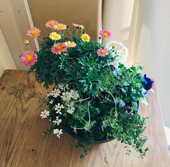 ハーブと季節の花の寄せ植え　（受注製作）