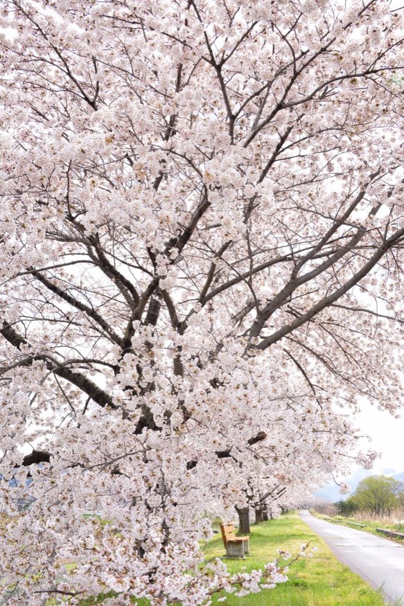 桜　Ａ4　写真　プリント