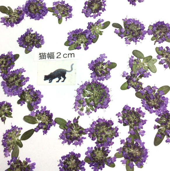 タイムのお花のみの押し花素材(40りん以上)