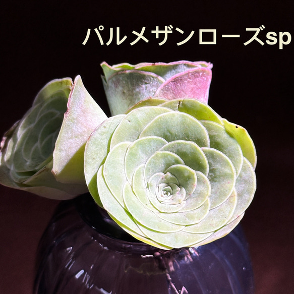 新入荷 多肉植物 グリーノビア パルメザンローズsp 超美苗 レア種