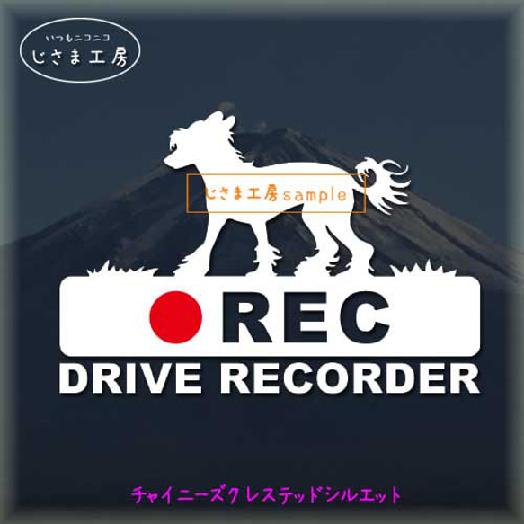 チャイニーズクレステッドドッグの白シルエットステッカー後方注意!!『DRIVE　RECORDER』