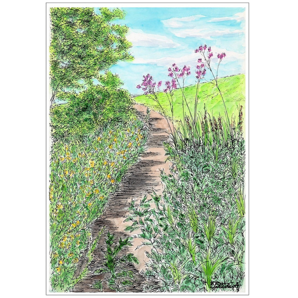 原画一点物　「野の花が咲く小道」　＜ペンスケッチ＋透明水彩＞