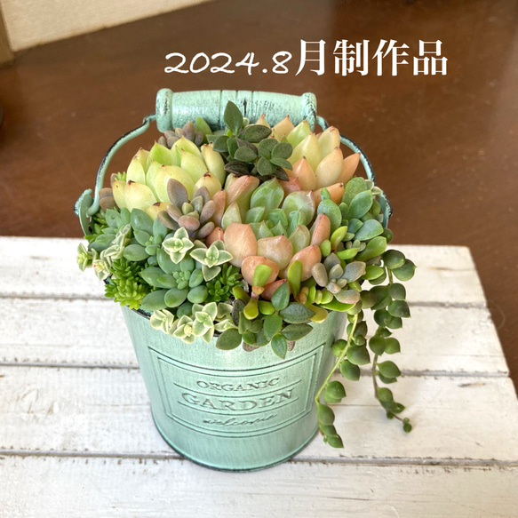 多肉植物寄植え　取手付きバケツ型ポット　多肉植物　寄せ植え　ホワイト　ミントグリーン　イエロー