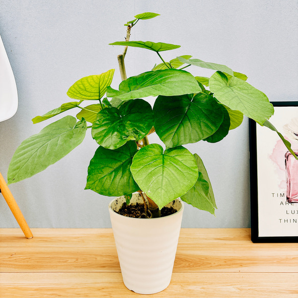 ［現品］6番　フィカス　ウンベラータ　7号　観葉植物　室内　ゴムの木　おしゃれ　かわいい　プラコッタ鉢皿付き