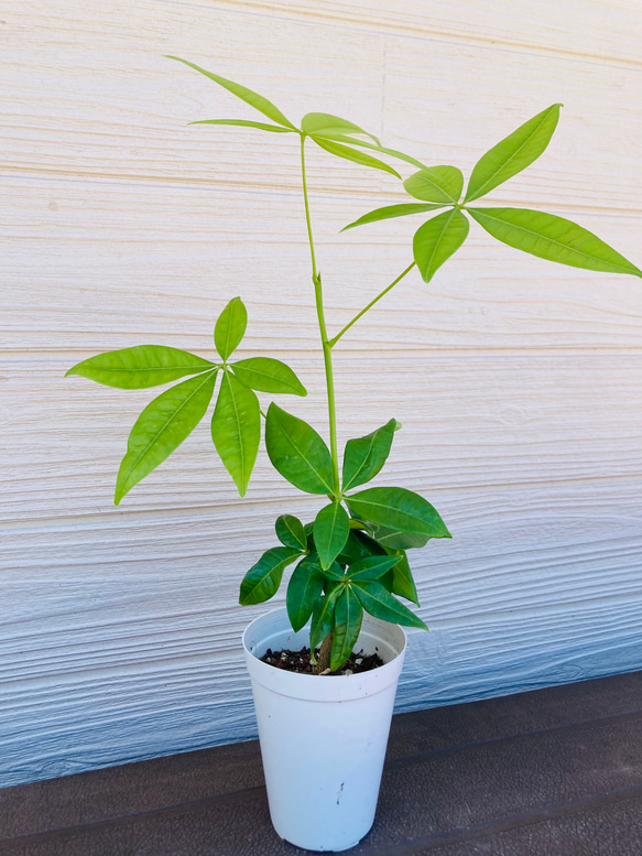 実生　パキラ　観葉植物☆