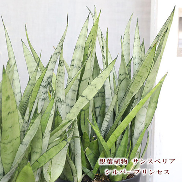 観葉植物 サンスベリア シルバープリンセス 5号 高さ50cm グリーン 室内 インテリア