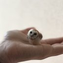 ミニミニメンフクロウ　tiny barn owl