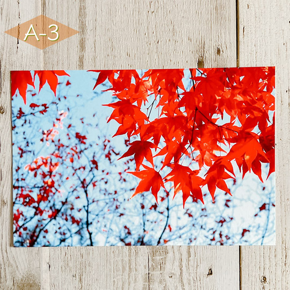 【A-3】写真ポストカード（単品）紅葉