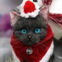 ☆マリンの家☆羊毛フェルト　ロシアンブルー～サンタバージョン　猫　ハンドメイド　ねこ　サンタ　クリスマス　サンタクロース　ハンドメイド