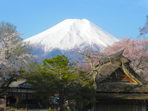 世界遺産「富士山と忍野八海の桜」写真 A4又は2L版 額付き