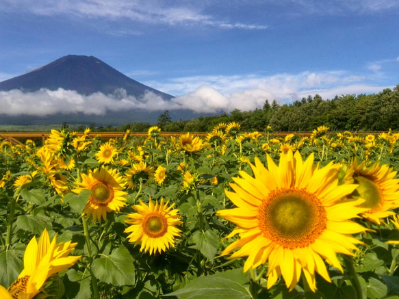 世界遺産 富士山 ひまわり畑 写真 A4又は2L版 額付き