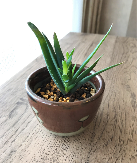 インテリア観葉植物｜多肉植物✕陶芸益子焼きのコラボ作品｜自然の癒しと人間の温もり｜益子グリーン　アロエ・ピクシー３