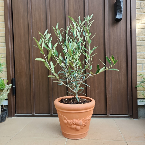 平和の象徴♡  オリーブの木　エルグレコ　可愛い　テラコッタ鉢植え