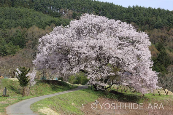 【額装写真】上ノ平城跡の一本桜