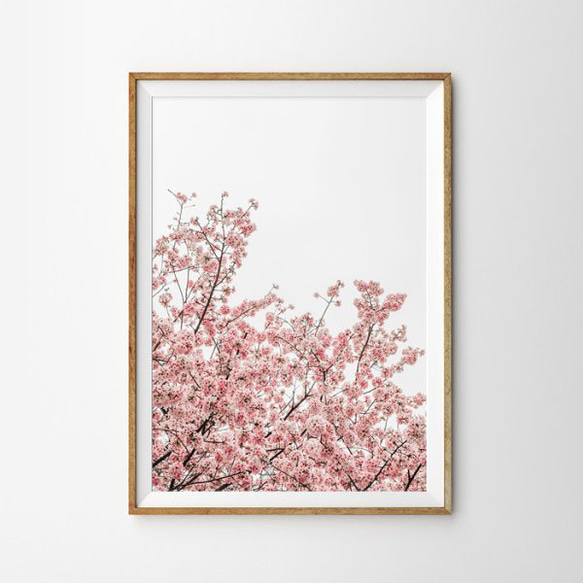 Cherry Blossoms Pinkish お花 桜 ポスター