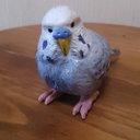 木彫りのインコ