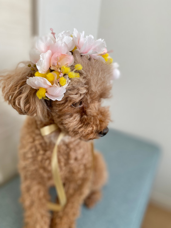 八重桜とミモザの花飾り ペット用