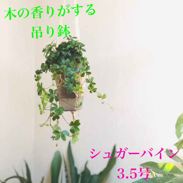 観葉植物　シュガーバイン　ハンギングプランター　受け皿付き